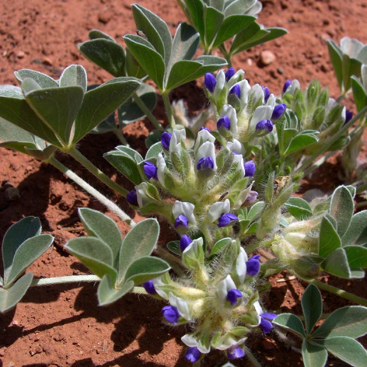 Plant image