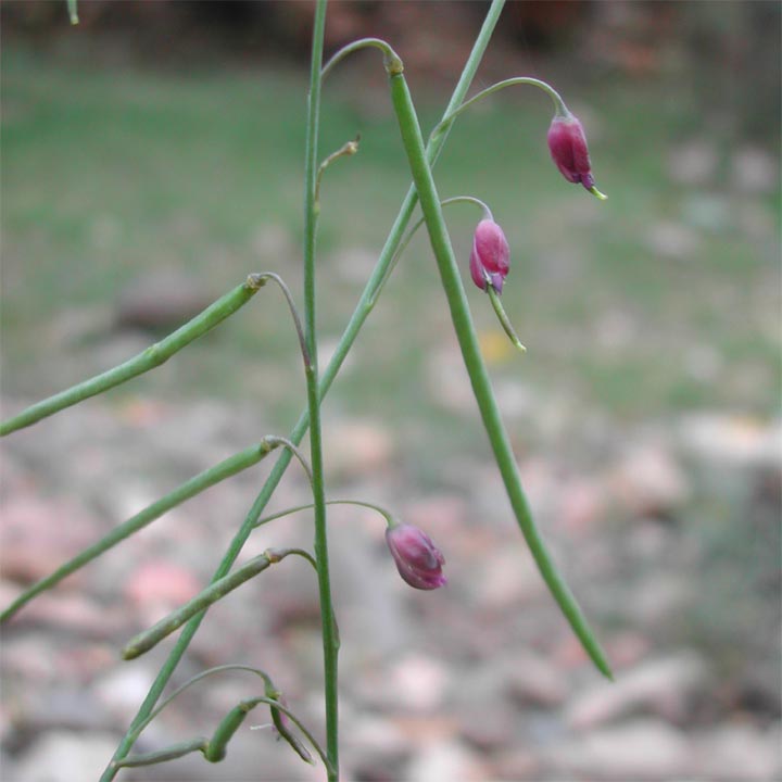 Plant image