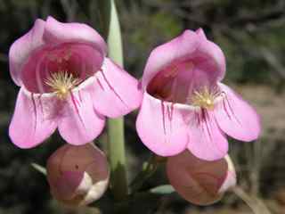 Plant image
