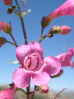 Plant image
