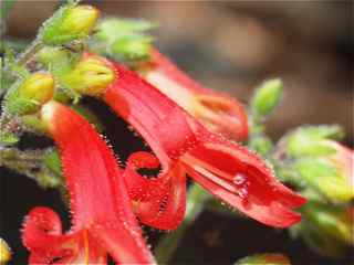 Plant image
