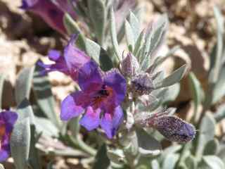 Plant image