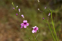 Plant image