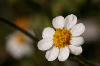 Plant image