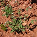 Plant image