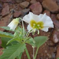 Plant image