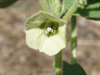 Plant image