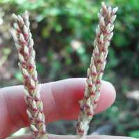 Plant image