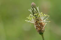 Plant image