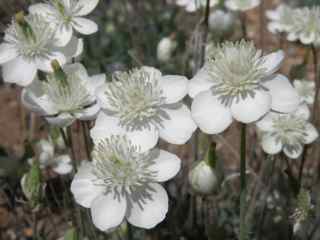 Plant image