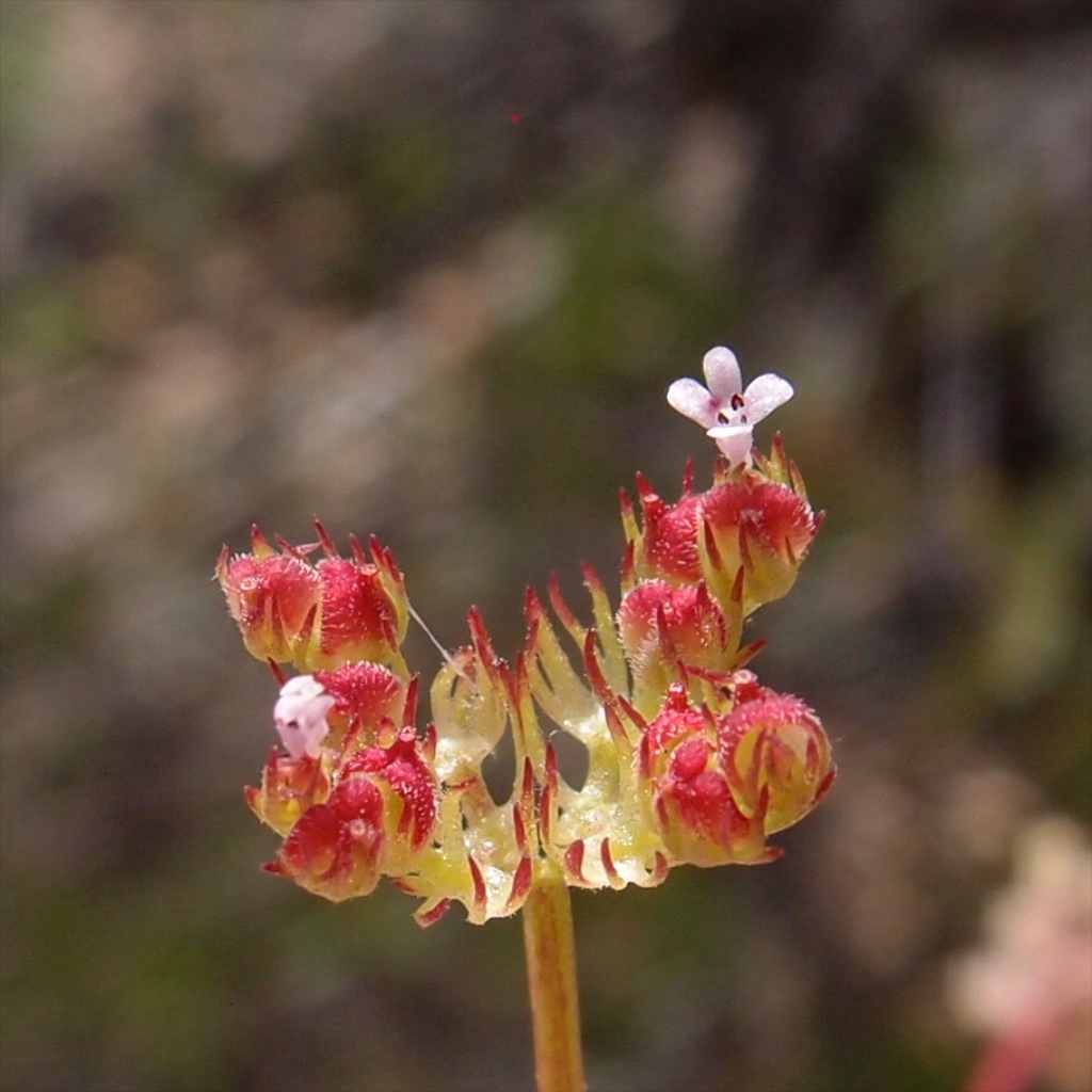 Plant image