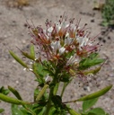 Plant image