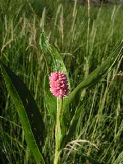 Plant image