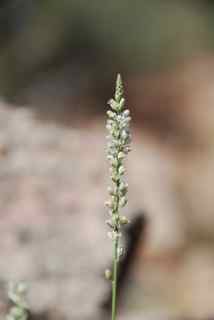Plant image