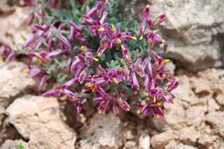 Plant image