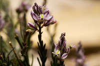 Plant image