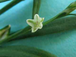 Plant image