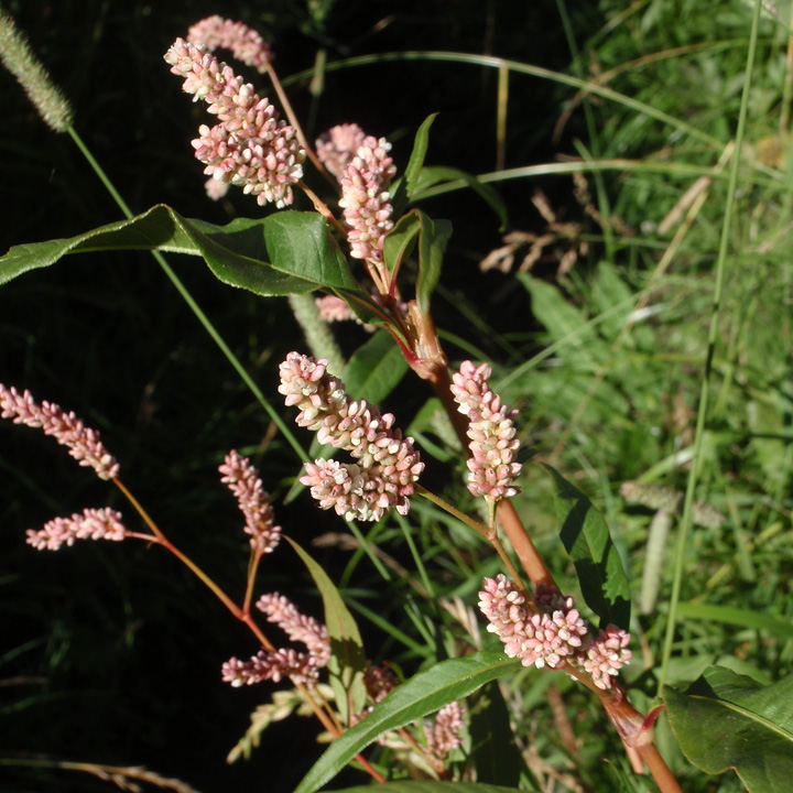Plant image