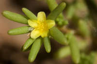 Plant image