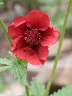Plant image