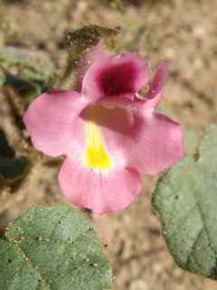 Plant image