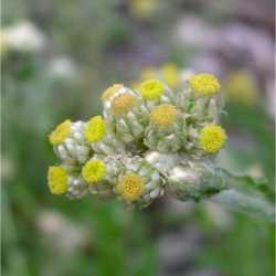 Plant image