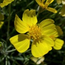 Plant image