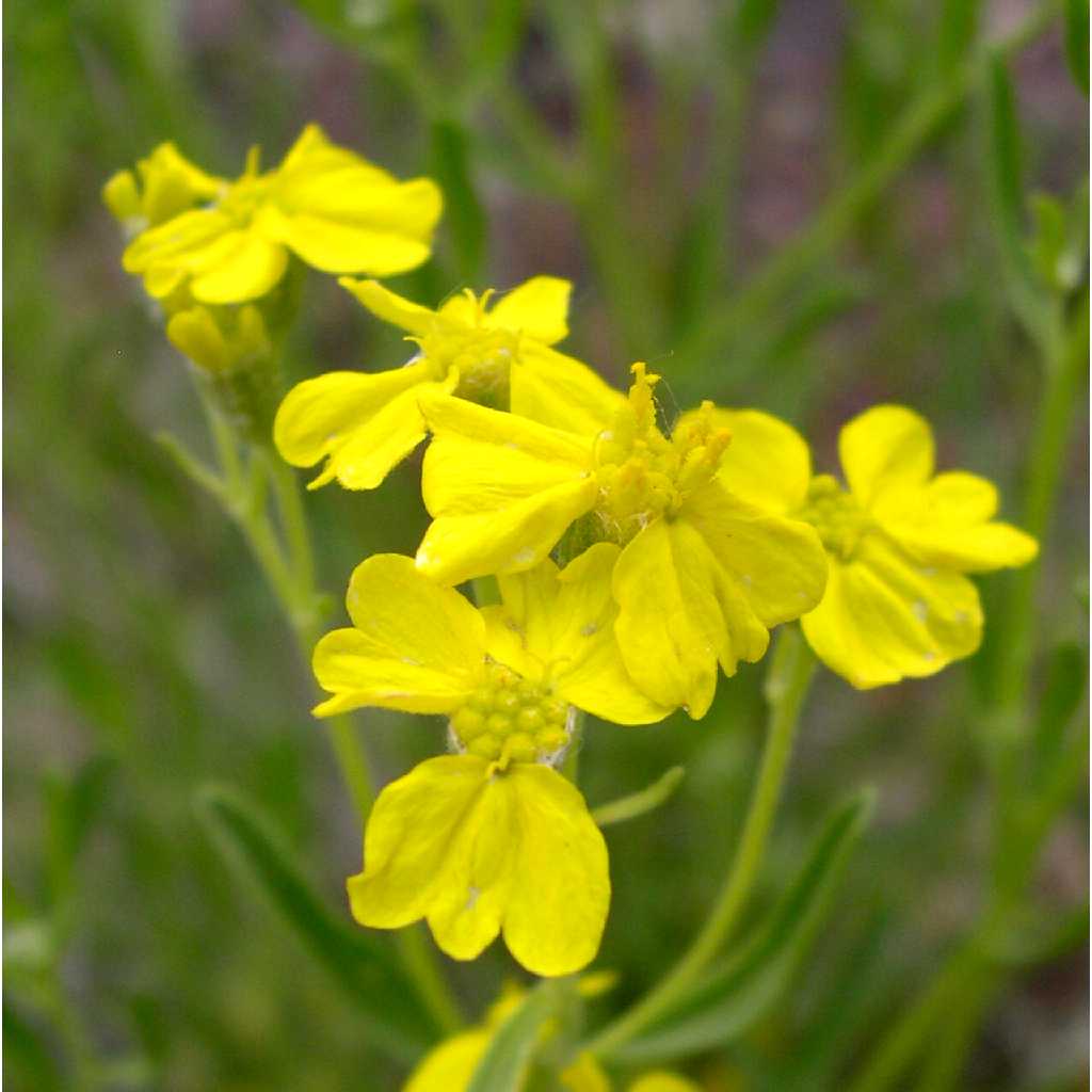 Plant image