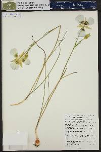 Plant image