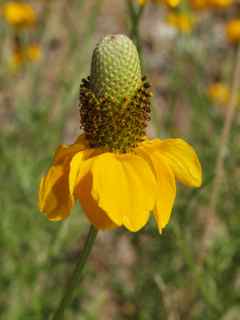 Plant image
