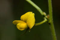 Plant image