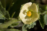 Plant image