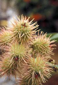 Plant image