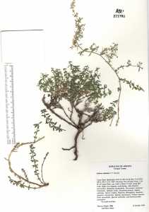 Plant image