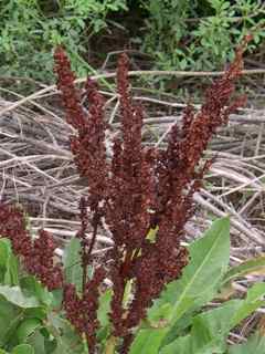 Plant image