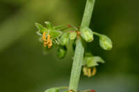 Plant image
