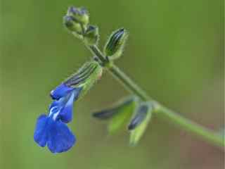 Plant image