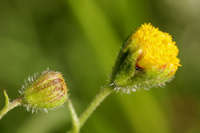 Plant image