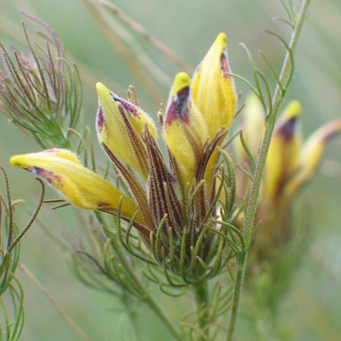 Plant image