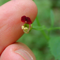 Plant image