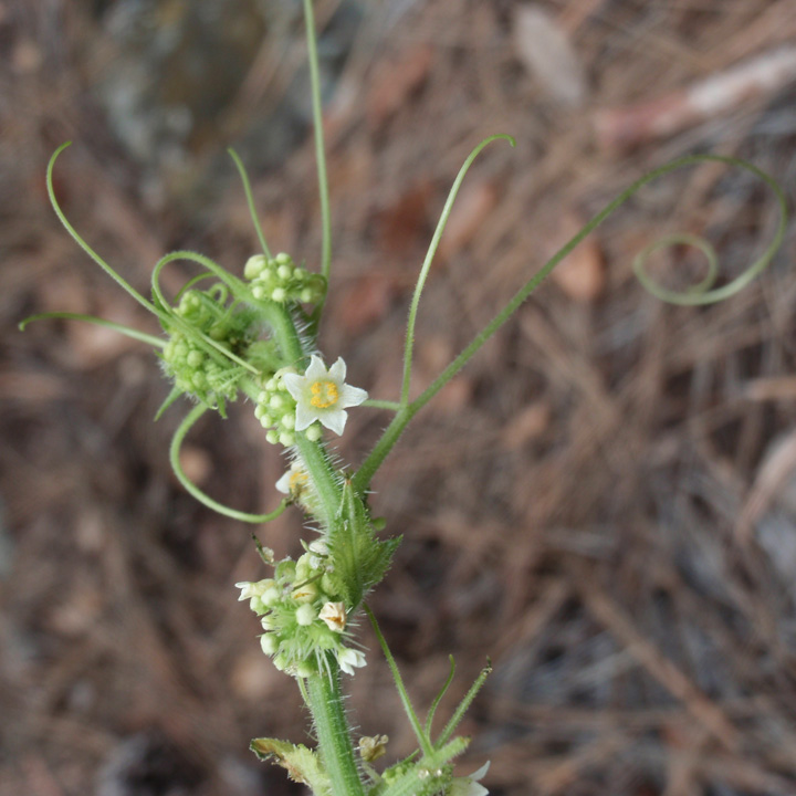 Plant image