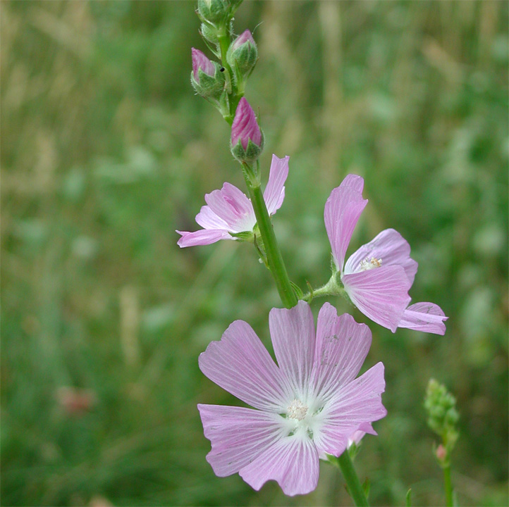 Plant image
