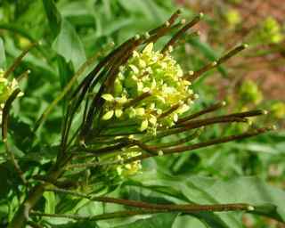 Plant image