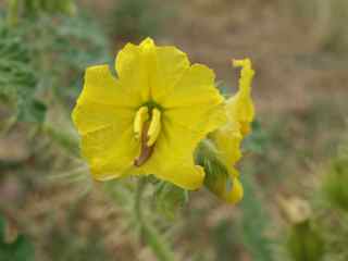 Plant image