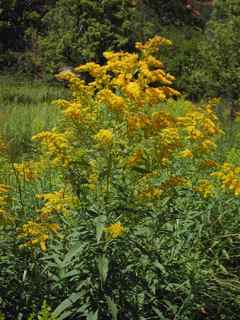 Plant image