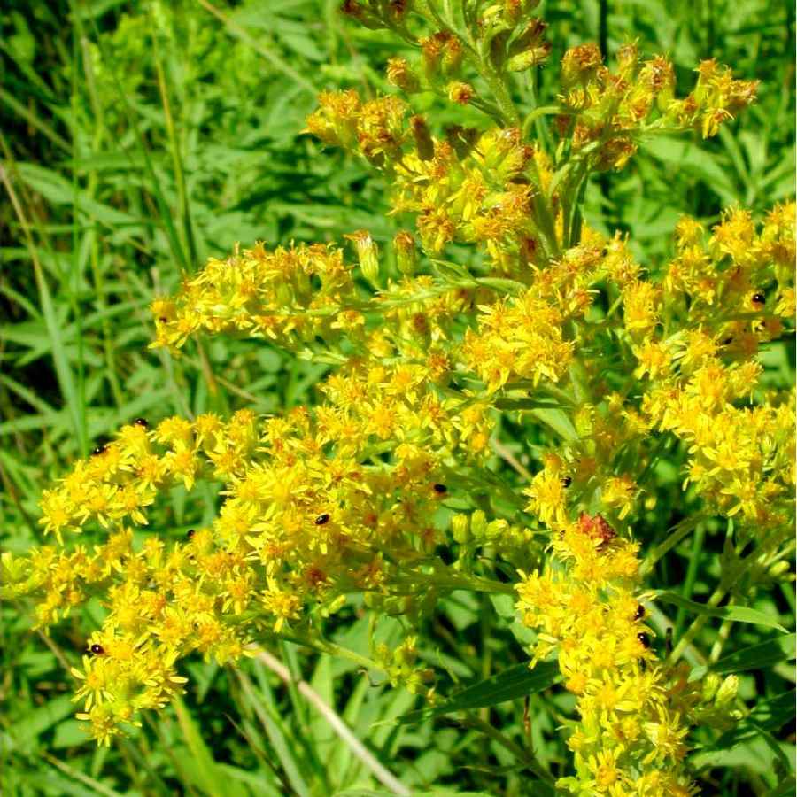 Plant image