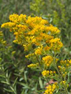 Plant image