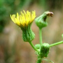 Plant image