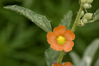 Plant image