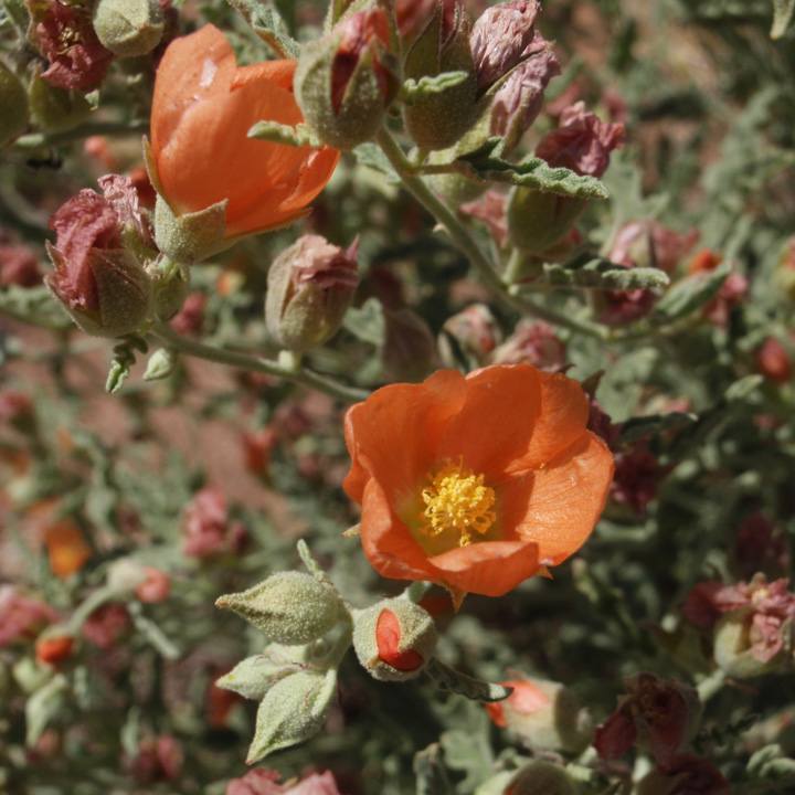 Plant image